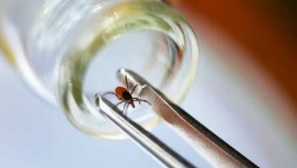 Как да извадим кърлежа